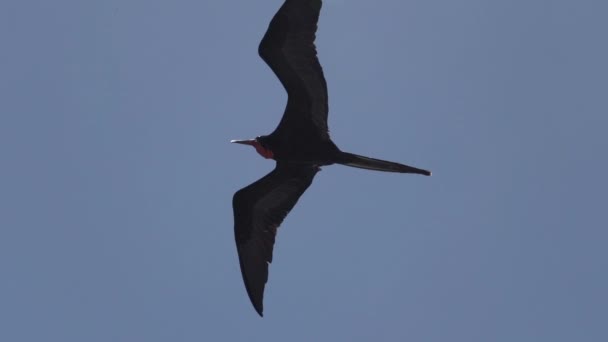 Zpomalení Pohybu Velkolepý Frigatebird Fregata Magnificens Velký Černý Mořský Pták — Stock video