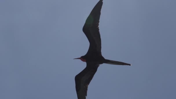Muhteşem Sürtünme Kuşu Fregata Magnificens Yavaş Çekimi Karakteristik Kırmızı Bir — Stok video