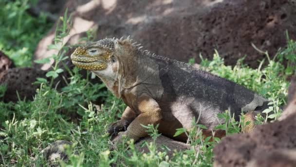 Slow Motion Yellow Galapagos Land Iguana Also Know Drusenkopf Conolophus — Stock Video