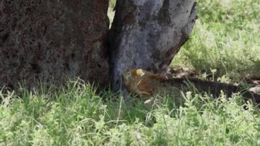 Sarı bir galapagos kara iguanasının yavaş çekim gücü, Drusenkopf veya Conolophus alt kriteri olarak da bilinir, Ekvador 'daki Galapagos adalarına özgüdür..