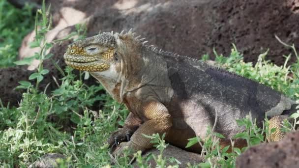 Slow Motion Gul Galapagos Land Leguan Även Känd Som Drusenkopf — Stockvideo