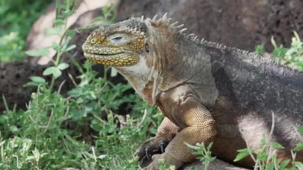 Gerakan Lambat Dari Sebuah Galapagos Kuning Tanah Iguana Juga Dikenal — Stok Video