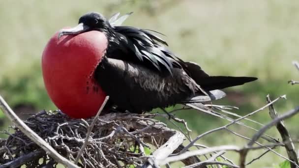 Rallentatore Magnifico Frigatebird Fregata Magnificens Grosso Uccello Marino Nero Con — Video Stock