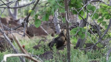 Bir Microlophus albemarlensis olan Galapagos lav kertenkelesi, diğer adıyla Albemarle lav kertenkelesi, Ekvador 'un Galapagos Adaları' na özgüdür..