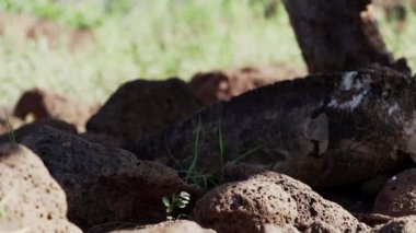 Sarı bir galapagos kara iguanasının yavaş çekim gücü, Drusenkopf veya Conolophus alt kriteri olarak da bilinir, Ekvador 'daki Galapagos adalarına özgüdür..