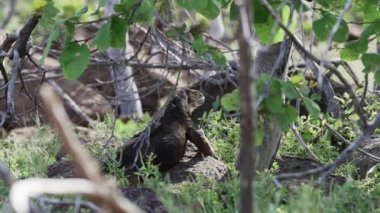 Sarı bir galapagos kara iguanasının yavaş çekim gücü, Drusenkopf veya Conolophus alt kriteri olarak da bilinir, Ekvador 'daki Galapagos adalarına özgüdür..
