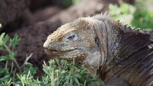 Slow Motion Yellow Galapagos Land Iguana Also Know Drusenkopf Conolophus — Stock Video