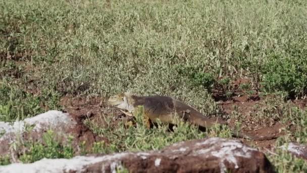 Sarı Bir Galapagos Kara Iguanasının Yavaş Çekim Gücü Drusenkopf Veya — Stok video