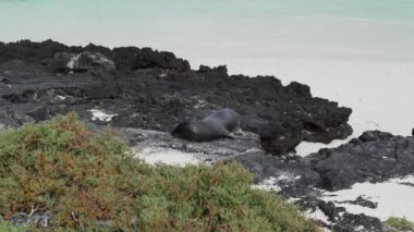 Yetişkin Galapagos deniz aslanı Zalophus wollebaeki, arka planda turkuaz suyla Ekvador sahilinin Pasifik Okyanusu 'ndaki Galapagos adalarının beyaz kumlu plajında..