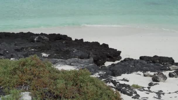 Otarie Des Galapagos Adultes Zalophus Wollebaeki Sur Plage Sable Blanc — Video