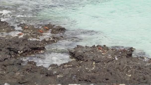 エクアドルの太平洋のガラパゴス諸島の溶岩岩の上を這うカラフルな光沢のあるカニ グレープスグラス または赤い岩のカニ — ストック動画