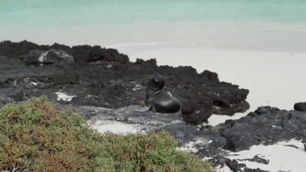 Otarie Des Galapagos Adultes Zalophus Wollebaeki Sur Plage Sable Blanc — Video