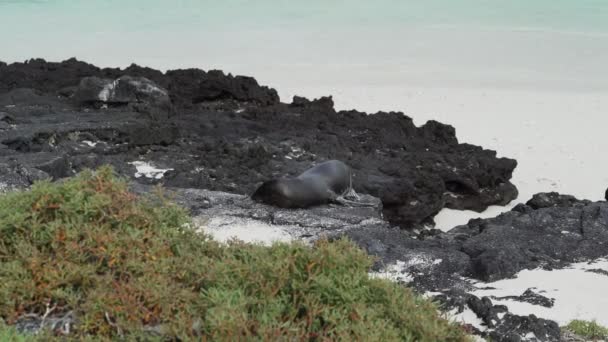 Galápagos Adultos Leão Marinho Zalophus Wollebaeki Praia Areia Branca Das — Vídeo de Stock