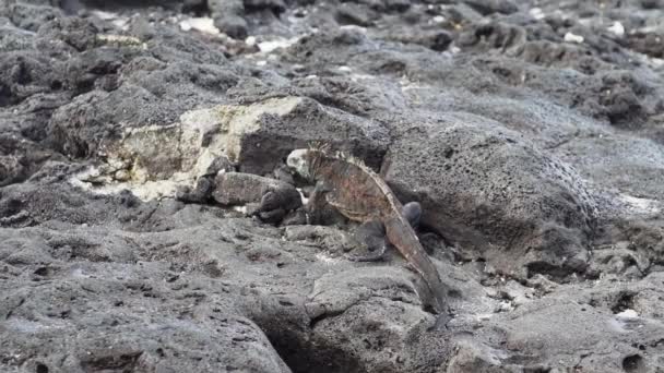 Ένα Θαλάσσιο Ιγκουάνα Amblyrhynchus Cristatus Επίσης Θάλασσα Θαλασσινό Νερό Galapagos — Αρχείο Βίντεο