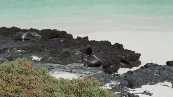 在厄瓜多尔太平洋沿岸加拉帕戈斯群岛的白沙滩上 成年的加拉帕戈斯海狮 扎罗浮斯 沃勒贝吉 背景是碧绿的水 — 图库视频影像