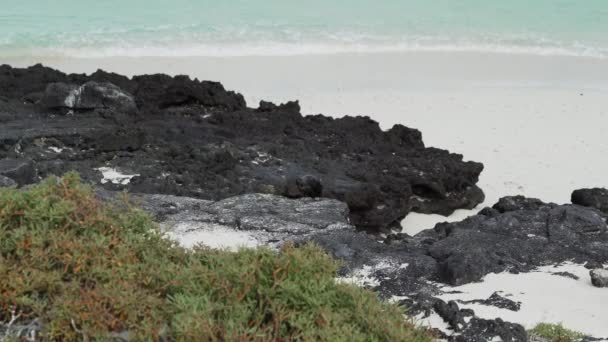 Galapagos Adulti Leone Marino Zalophus Wollebaeki Sulla Spiaggia Sabbia Bianca — Video Stock