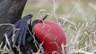 Fregata magnificens, büyük siyah bir deniz kuşunun yavaş çekim gücü, karakteristik kırmızı bir kesesi vardır. Şişirilmiş çuvallı erkek firkateyn kuşu, Galapagos adaları, Ekvador, Güney Amerika