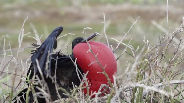 华丽的护卫舰鸟 Fregata Magnificent Ens 的慢动作是一种黑色的大型海鸟 其特征是红色的腺体囊 南美洲 厄瓜多尔 加拉帕戈斯岛 雄性护卫舰鸟巢与充气袋 — 图库视频影像