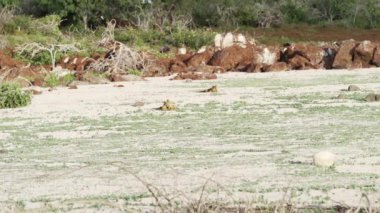 Sarı bir galapagos kara iguanasının yavaş çekim gücü, Drusenkopf veya Conolophus alt kriteri olarak da bilinir, Ekvador 'daki Galapagos adalarına özgüdür..