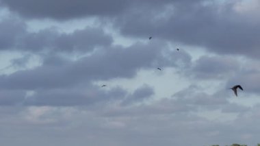 Muhteşem bir fregata kuşunun yavaş çekimi, Fregata 'nın büyüttüğü, havada karakteristik kırmızı bir kesesi olan büyük, siyah bir deniz kuşudur..