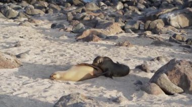 Genç Galapagos deniz aslanı yavrusu Zalophus wollebaeki, Ekvador sahilinin Pasifik Okyanusu 'ndaki Galapagos adalarının kumsalında emziriyor..