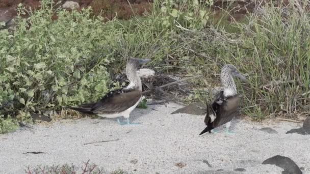 Slow Motion Blue Footed Booby Sula Nebouxii Marine Bird Native Stock Video  Footage by ©jens.otte.web.de #672713068