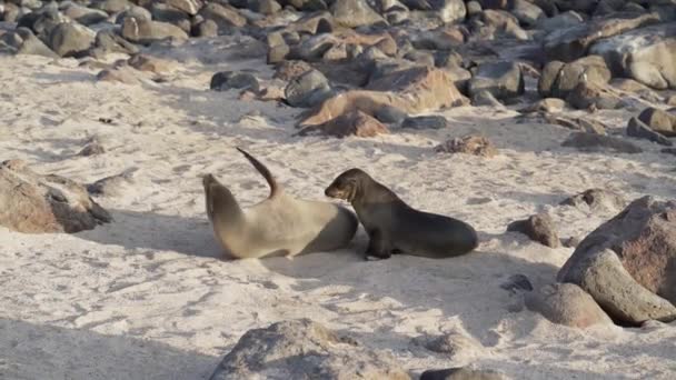Ung Galapagos Sjölejon Valp Zalophus Wollebaeki Diande Sandstranden Galapagos Öarna — Stockvideo