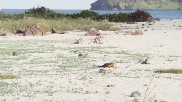 Câmera Lenta Uma Iguana Terra Galápagos Amarelas Também Conhecida Como — Vídeo de Stock