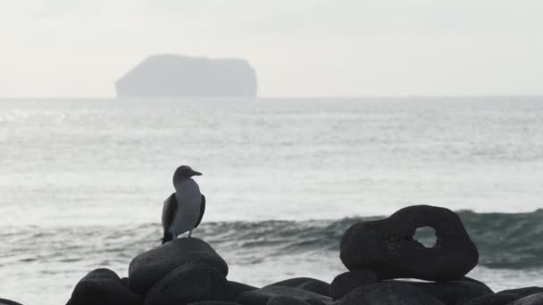 東太平洋の亜熱帯および熱帯地域に生息する海洋鳥であるブルーフットボービーのゆっくりとした動きは エクアドルのガラパゴス諸島で見つけることができます — ストック動画