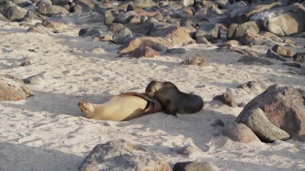 Joven Cachorro León Marino Galápagos Zalophus Wollebaeki Amamantando Playa Arena — Vídeos de Stock