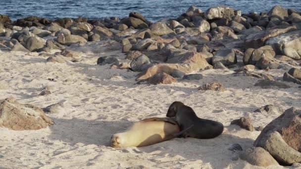 Jonge Galapagos Zeeleeuw Puppy Zalophus Wollebaeki Zogen Het Zandstrand Van — Stockvideo