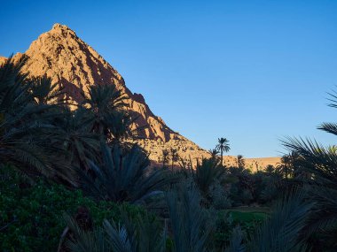 Kuru ve çorak bölgede yemyeşil bitki örtüsü olan vaha Fas dağlarında bir çöl manzarasında..