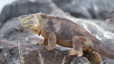 Sarı bir galapagos kara iguanasının yavaş çekim gücü, Drusenkopf veya Conolophus alt kriteri olarak da bilinir, Ekvador 'daki Galapagos adalarına özgüdür..