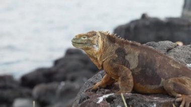 Sarı bir galapagos kara iguanasının yavaş çekim gücü, Drusenkopf veya Conolophus alt kriteri olarak da bilinir, Ekvador 'daki Galapagos adalarına özgüdür..