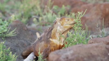 Sarı bir galapagos kara iguanasının yavaş çekim gücü, Drusenkopf veya Conolophus alt kriteri olarak da bilinir, Ekvador 'daki Galapagos adalarına özgüdür..