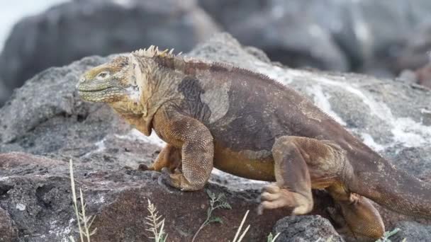 Zpomalení Pohybu Žluté Galapágy Pozemní Leguán Také Známý Jako Drusenkopf — Stock video