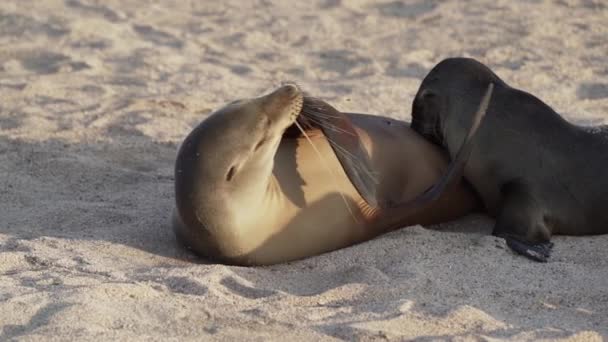 Der Junge Galapagos Seelöwenwelpe Zalophus Wollebaeki Säugt Sandstrand Der Galapagos — Stockvideo