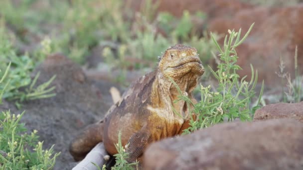 Zeitlupe Eines Gelben Galapagos Landleguans Auch Als Drusenkopf Oder Conolophus — Stockvideo