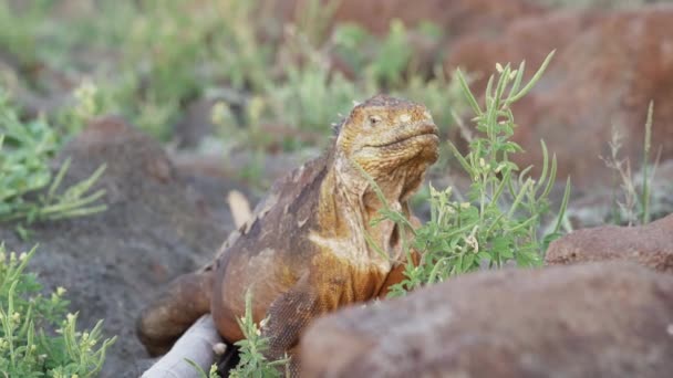 Rallentatore Iguana Terra Delle Galapagos Gialle Noto Anche Come Drusenkopf — Video Stock