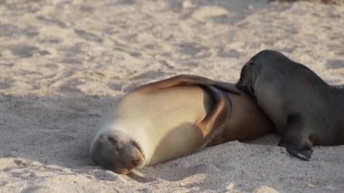 Genç Galapagos deniz aslanı yavrusu Zalophus wollebaeki, Ekvador sahilinin Pasifik Okyanusu 'ndaki Galapagos adalarının kumsalında emziriyor..