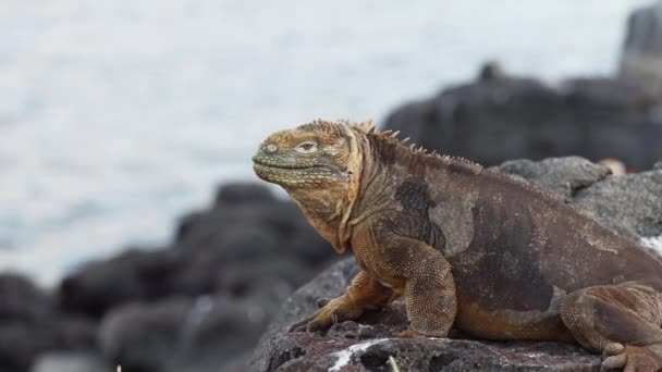 Slow Motion Van Een Gele Galapagos Land Leguaan Ook Bekend — Stockvideo