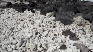 Ekvador Pasifik Okyanusu 'ndaki Galapagos adalarındaki Çin şapkası adasının siyah volkanik lav plajında yatan ölü beyaz mercan parçaları..