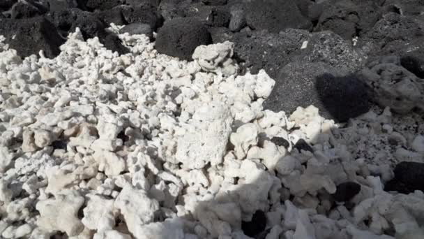 エクアドルの太平洋のガラパゴス諸島の黒い火山性溶岩のビーチに横たわる死んだ白いサンゴの断片 — ストック動画