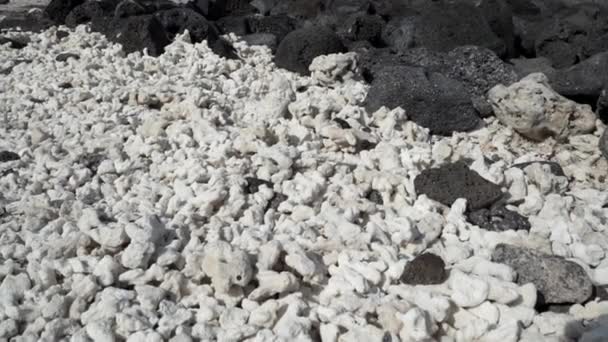 Frammenti Coralli Bianchi Morti Distesi Sulla Spiaggia Lava Vulcanica Nera — Video Stock