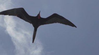 Muhteşem sürtünme kuşu Fregata Magnificens 'in yavaş çekimi, karakteristik kırmızı bir keseli büyük siyah bir deniz kuşu, Fırkateyn kuşu Ekvador, Güney Amerika' daki Galapagos adalarının Pasifik Okyanusu 'nun kıyısında açık mavi gökyüzünde süzülüyor..