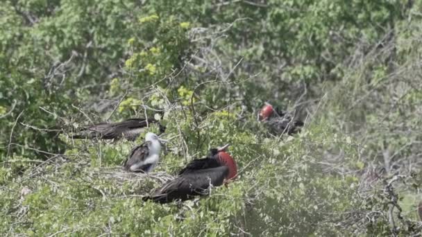 赤い神聖な大きな黒い海鳥 フラガタの壮大なスローモーションです 膨脹した袋 ガラパゴス諸島 エクアドル 南アメリカと巣立つ男性フリゲート鳥 — ストック動画