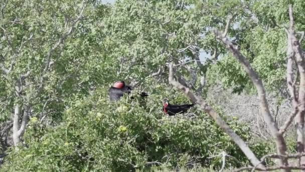 华丽的护卫舰鸟的缓慢运动 Fregata华丽 一个巨大的黑色海鸟与特点的红色腺体囊 南美洲 厄瓜多尔 加拉帕戈斯岛 雄性护卫舰鸟巢与充气袋 — 图库视频影像