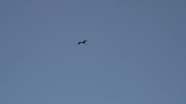 Muhteşem sürtünme kuşu Fregata Magnificens 'in yavaş çekimi, karakteristik kırmızı bir keseli büyük siyah bir deniz kuşu, Fırkateyn kuşu Ekvador, Güney Amerika' daki Galapagos adalarının Pasifik Okyanusu 'nun kıyısında açık mavi gökyüzünde süzülüyor..