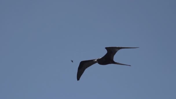Zpomalení Pohybu Velkolepý Frigatebird Fregata Magnificens Velký Černý Mořský Pták — Stock video