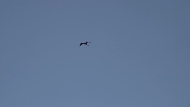 Rallentatore Magnifico Frigatebird Fregata Magnificens Grande Uccello Marino Nero Con — Video Stock